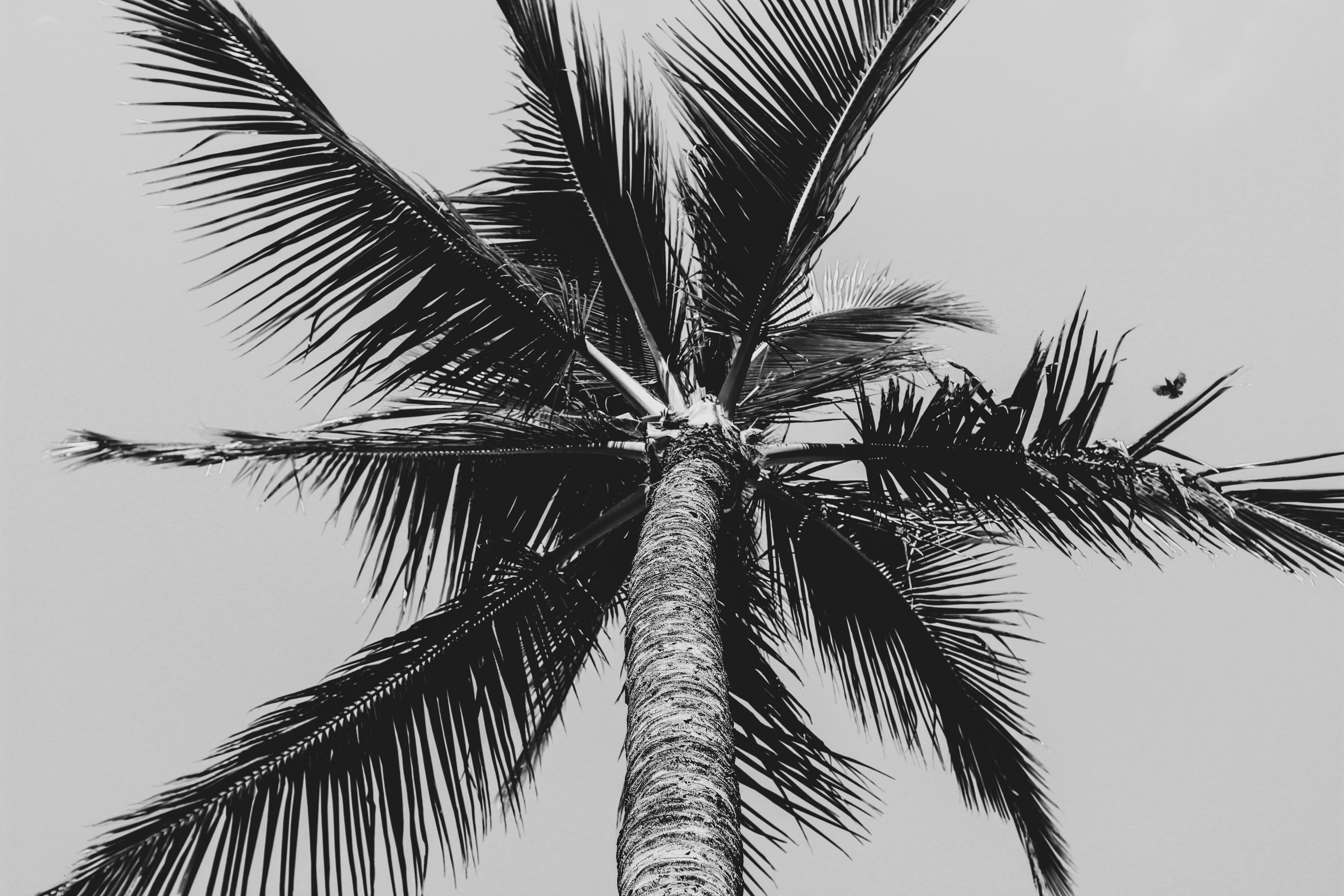 Dominical