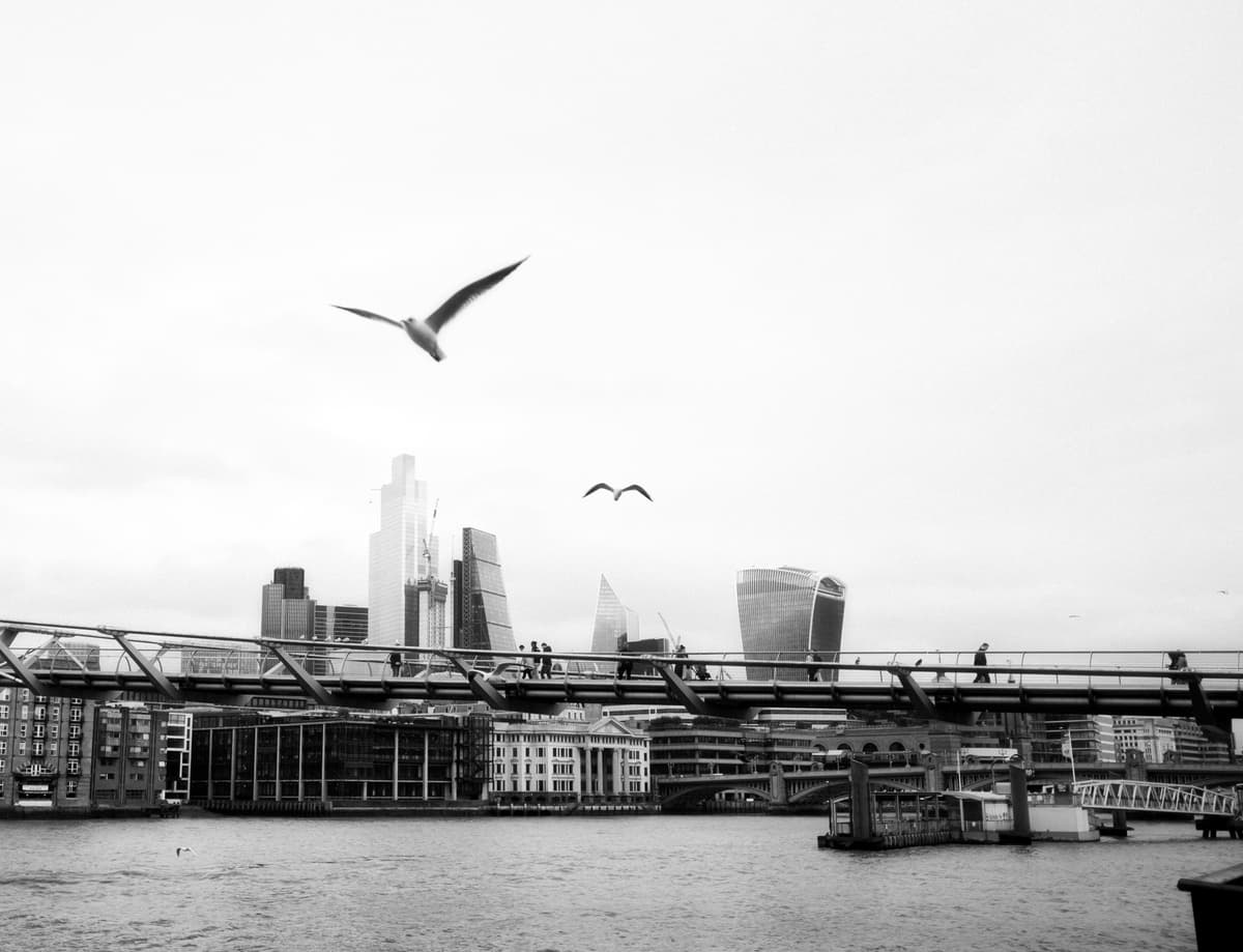London City Birds